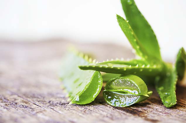 A cosa serve l'aloe vera